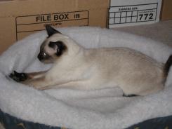 more kittens